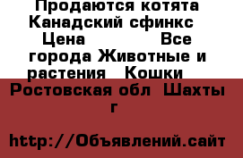 Продаются котята Канадский сфинкс › Цена ­ 15 000 - Все города Животные и растения » Кошки   . Ростовская обл.,Шахты г.